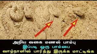 அறிய வகை மணல் பாம்பு  இப்படி ஒரு பாம்பை பாா்தது இல்லை