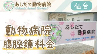 仙台の動物病院で実施されている腹腔鏡手術の料金について|あしだて動物病院