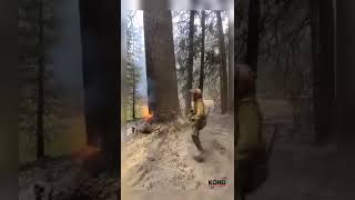 This Tree Is Still Burning Inside