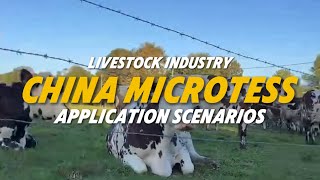 Microtess Livestock Scale: Precision Sensors for Efficient Animal Management!