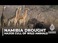 Namibia drought: Govt to cull 700 animals as part of relief programme