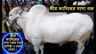 এক নজরে মীর কাদিমের সাদা গরু | মীর কাদিমের গাভী | দাম, বৈশিষ্ট্য ও কেন সেরা | Mirkadim White Cow