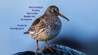 Student in the Arctic exploring Seabirds: Part 6 - Purple Sandpiper