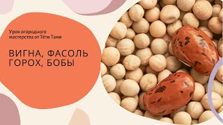 472. Вигна, фасоль, горох, бобы ...кого сеем в тепло, а кому без разницы...