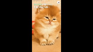 ウトウト子猫ちゃんを狙う小さな影…😎 #Shorts