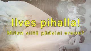 Ilves taas vieraili pihallamme – jännittävä kohtaaminen luonnon kanssa! 🐾