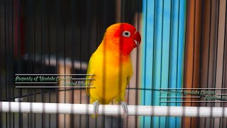 Ngak Butuh Waktu Lama Semua Lovebird Pasti Ngekek Panjang Terbukti Ampuh Cepet Nyaut Seketika Gacor