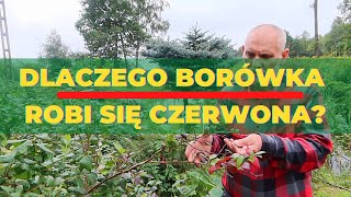 Dlaczego liście borówki robią się czerwone?