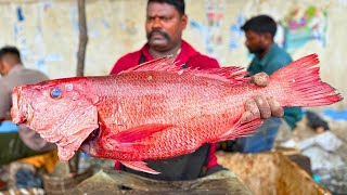 KASIMEDU 🔥 SPEED SELVAM | 11 KG BIG RED SNAPPER FISH CUTTING VIDEO | IN KASIMEDU | FF CUTTING 🔪