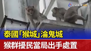 泰國「猴城」淪鬼城 猴群擾民當局出手處置