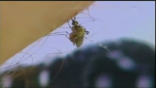 CBS4 Exclusive: Miami-Dade Spraying For Mosquitos After Dengue, West Nile Cases