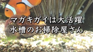 【海水魚水槽で大活躍】お掃除屋といえばマガキガイのマガキさん/スカベンジャー