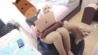 買い物から帰ってきたママをスルーしてパパの元に駆け寄る犬がこちらです【トイプードル】