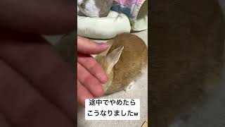 途中で撫でるのをやめたら最後可愛いかったですw#うさぎ #rabbit #bunny #撫でる