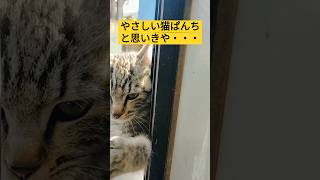 【もふもふ子猫】やさしい？ねこパンチ比較　#もふもふ子猫 #cat #かわいい子猫 #面白い子猫 #子猫 #ねこぱんち　#猫パンチ