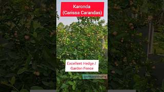 Carissa Carandas (करोंदा): आपके बगीचे के लिए बेहतरीन हेज या फेंस! I The Perfect Hedge!  #karonda