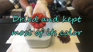 Garden Flowers Drying Results from Two Methods/ How to Dry Fresh Flowers  like Zinnia, Strawflowers