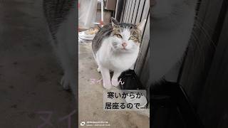 仮設段ボールハウス置いてみた #庭猫 #ヌイちゃん #cat #猫 2025.02.08