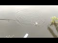 saat mancing tiba2 di kejutkan sesosok makhluk dari dalam air mancing