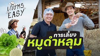 การเลี้ยงหมูดำหลุม | เกษตร อีซี่