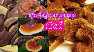 ផ្សិតលីងជឺម៉ឺនឆ្នាំ| Ten Thousand Years of Lingzhi Mushrooms