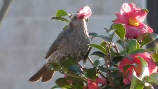 ヒヨドリのサザンカの花の食べ方(?)が凄い！！