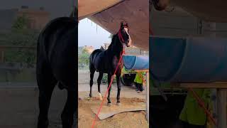 Nabha Horse fair 2024 @ #sharemarket #trending