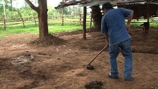 The Thai village using poop to power homes