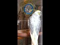 ミッキーマウスマーチを歌う ひなた オカメインコ cockatiel singing