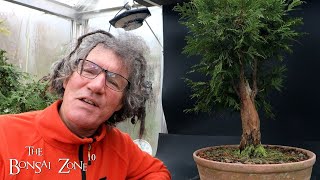 Pruning My Cathedral Style Cedar, The Bonsai Zone, Nov 2023