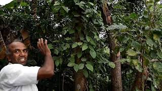 ಅರಣ್ಯ ಕೃಷಿಯ ಮೂಲ ತತ್ವಗಳು |ನೈಸರ್ಗಿಕ ಕೃಷಿ ದಿ.ನಾರಾಯಣ ರೆಡ್ಡಿಯವರ ಪುತ್ರ ಸಾಯಿರಾಮ ರೆಡ್ಡಿಯವರಿಂದ.