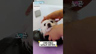 프리미엄 펫케어의 기준, 바우라움🐶 강아지유치원 강아지호텔 소개영상