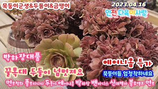 인천다육이사랑(5)묵둥이/먼로철화.금다육.방울복랑금.성영군생.플로리디티.먼로.박하장대품.블루엘프.두둘이.에어니옴.벤바디스군생.신데렐라.