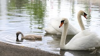 Meet the Manlius swans: Manny, Faye and their 3 new cygnets