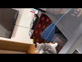 遊ぶのに夢中になりすぎた結果… shorts ショート動画 cat