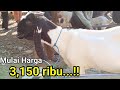 3.150 hamil 3.5 bulan🔥🔥UPDATE TERBARU HARGA KAMBING 2024 DIPASAR KLIWON TRENGGALEK‼️@HargaTernak