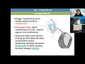 biologi kelas 11 sel perbedaan sel tumbuhan u0026 sel hewan