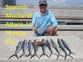 Skyway Fishing Pier Spanish Mackerel Attack🔥🔥🔥