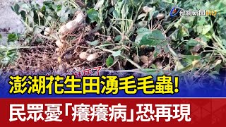 澎湖花生田湧毛毛蟲！ 民眾憂「癢癢病」恐再現