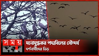 অতিথি পাখির কলকাকলিতে মুখরিত পদ্মবিল | Migratory Birds | Meherpur News | Somoy TV