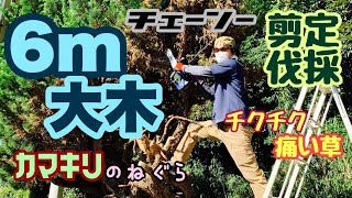 4本の大木で様々な伐採方法を試してみた！【便利屋の剪定】