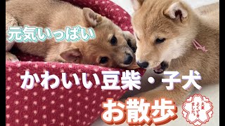 さくらちゃん初めてのお散歩★First Walk Mameshibainu Puppies!!【豆柴・柴犬・子犬】