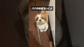 パパのお迎えに向かいます♪ #shihtzu #シーズー #shorts #fyp #dog #vlog