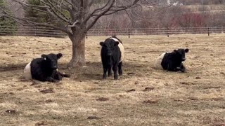 Resting Sleeping Belties | Belted Galloway Homestead