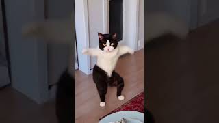 Tom and Jerry | Cat Dance | رقص القطط | القط المضحك | قطة كيوت