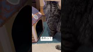 セリアの猫ハウスを組み立てたら猫の反応がかわいかった #cat #cute