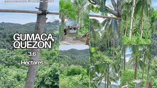 #16A-253 brgy. Villa Padua Gumaca,Quezon| 3.6 Hectares| Coconut Grove with fruit bearing trees