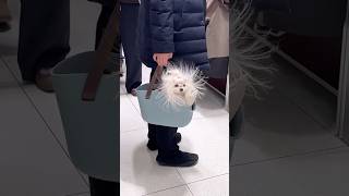 犬さんの動画見て笑ったら寝ろwwwwwwww#pets #ゆっくり解説