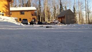 Retriever Training: Literal Casting