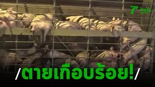 รถบรรทุกหมู150 ตัว ยางแตกพลิกคว่ำ | 20-11-62 | ข่าวเช้าไทยรัฐ